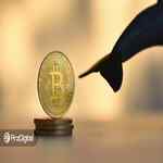 داده‌های تازه: نهنگ‌های بیت کوین در حال فروش انبوه دارایی خود هستند